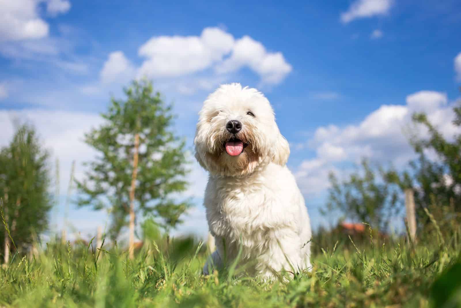 Creditable Coton sits in the grass with his tongue out