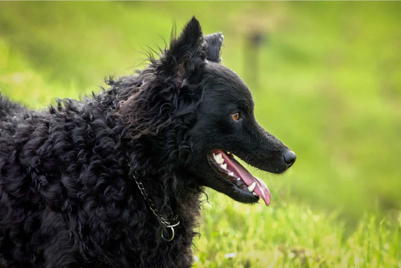 Croatian Sheepdog outdoor