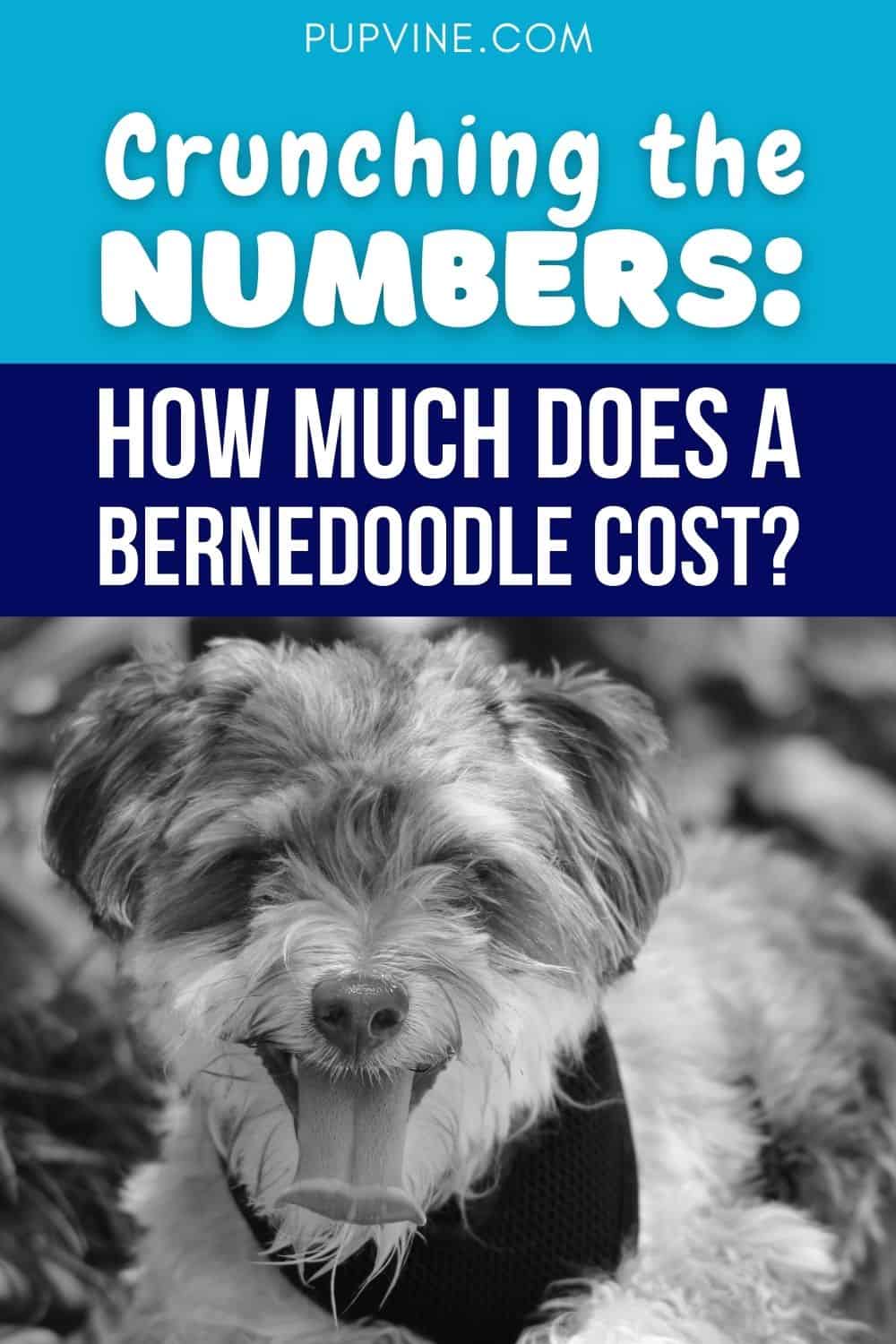 Crunching The Numbers How Much Does A Bernedoodle Cost