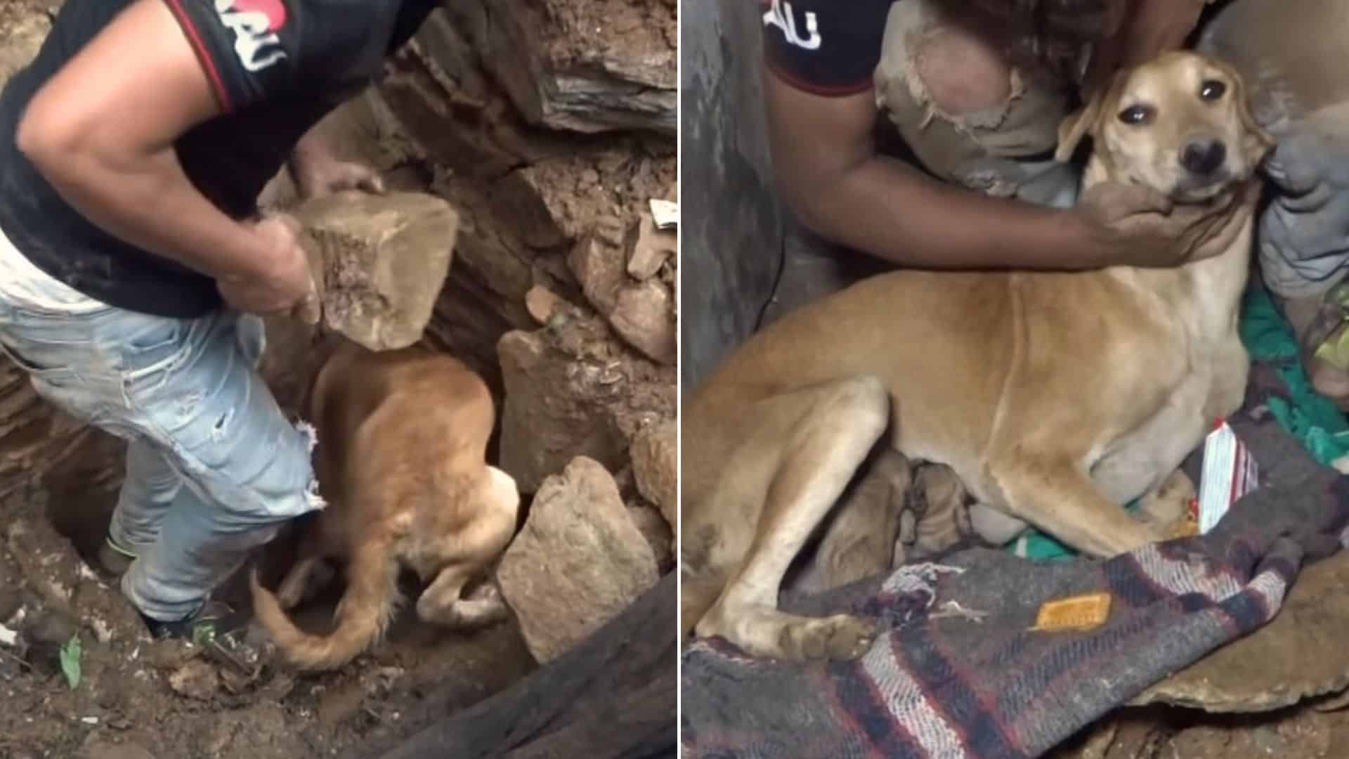 Crying Dog Asks For Help To Save Her Pups