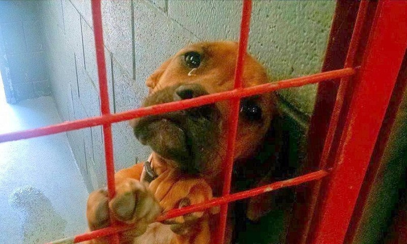 crying dog in the shelter