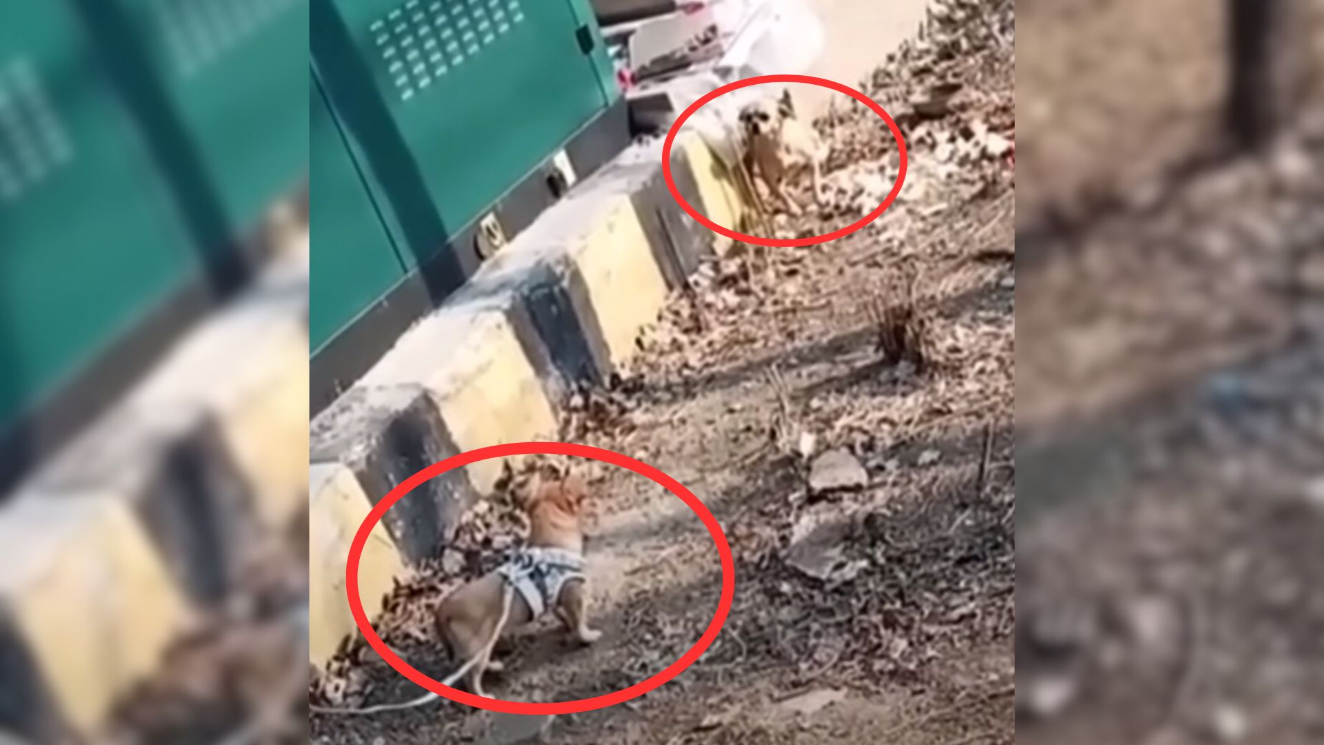 Crying Mama Dog Held Her Puppy Close After Thinking She Had Lost Him Forever