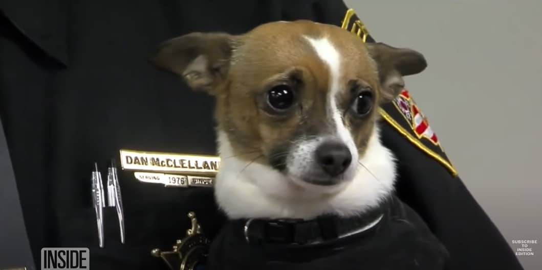 cure dog with police officer