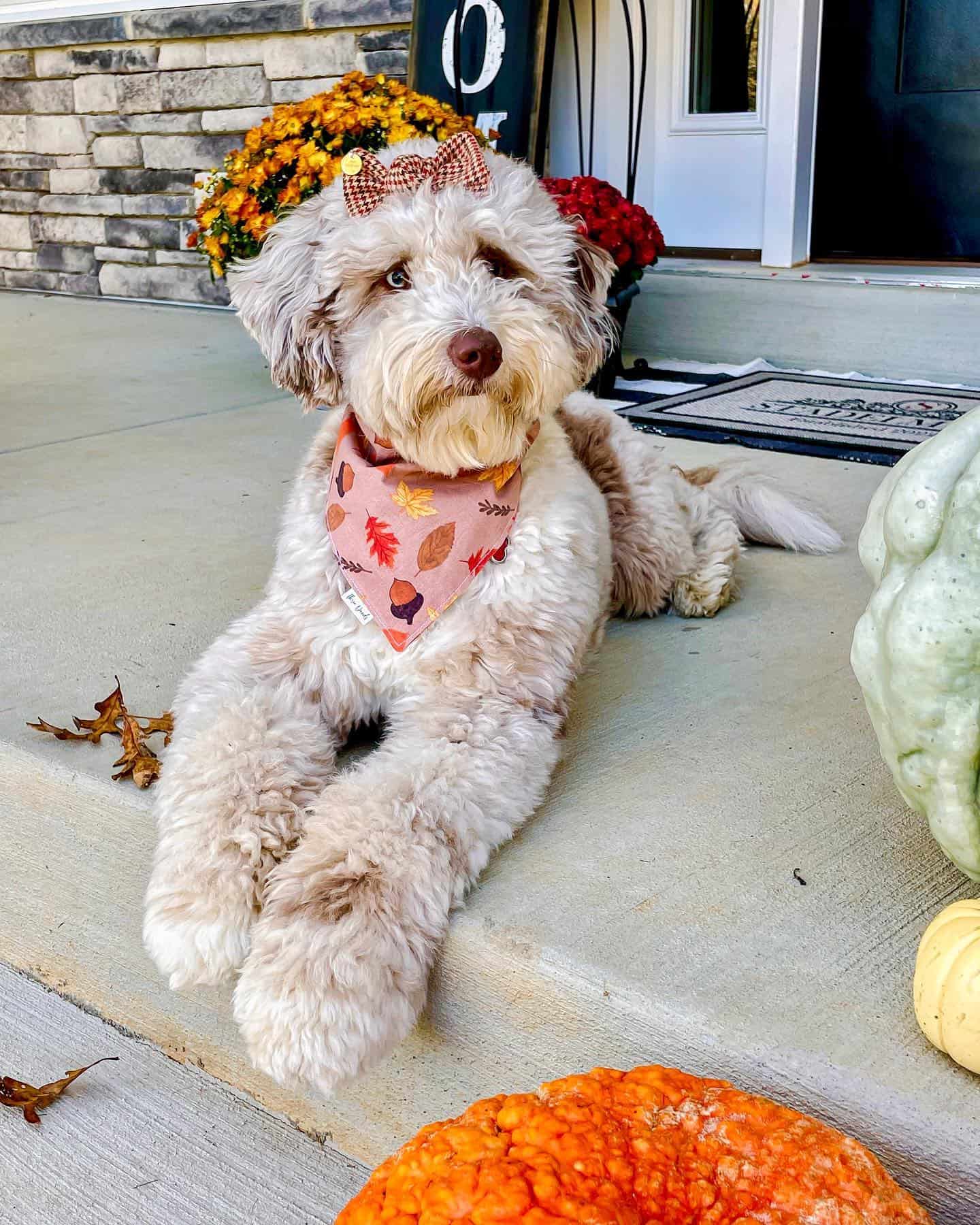 cute red merle aussiedoodle dog