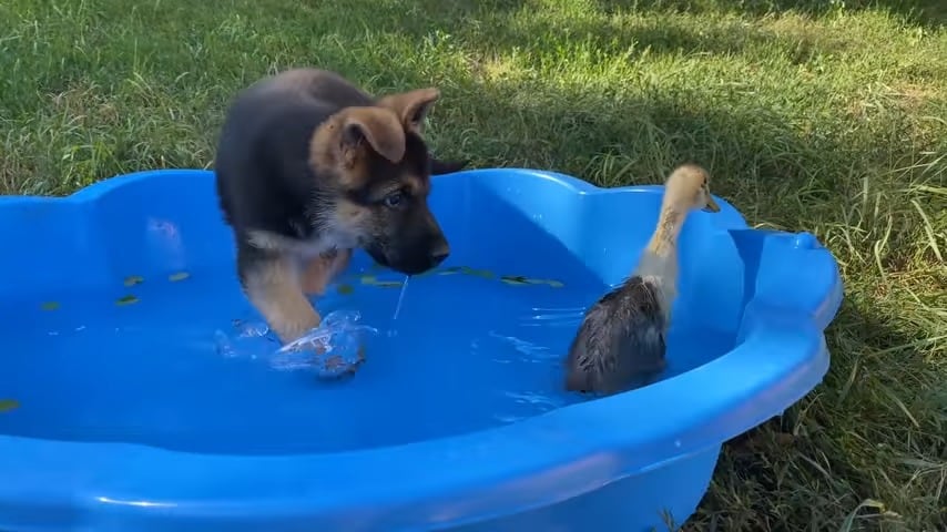 curious gsd puppy meets a duckling for the first time