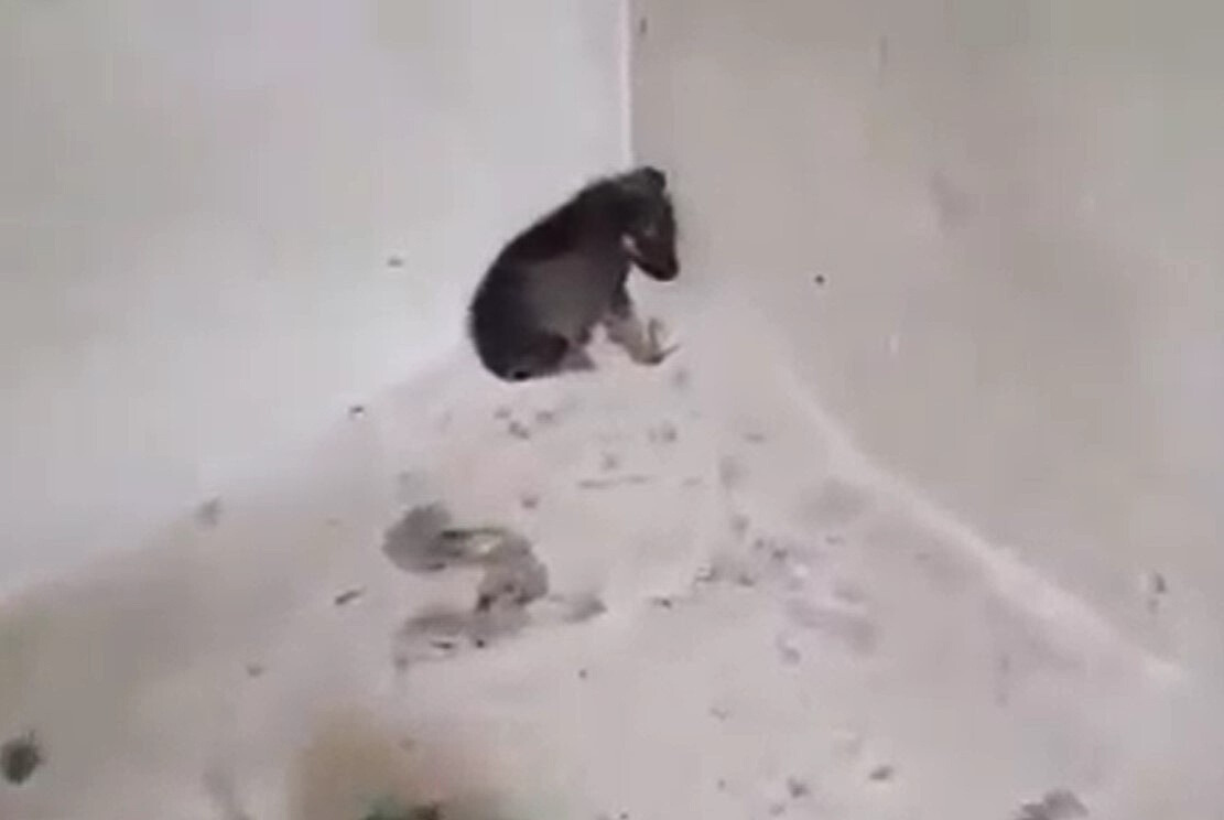 curled up puppy in the corner of abandoned house