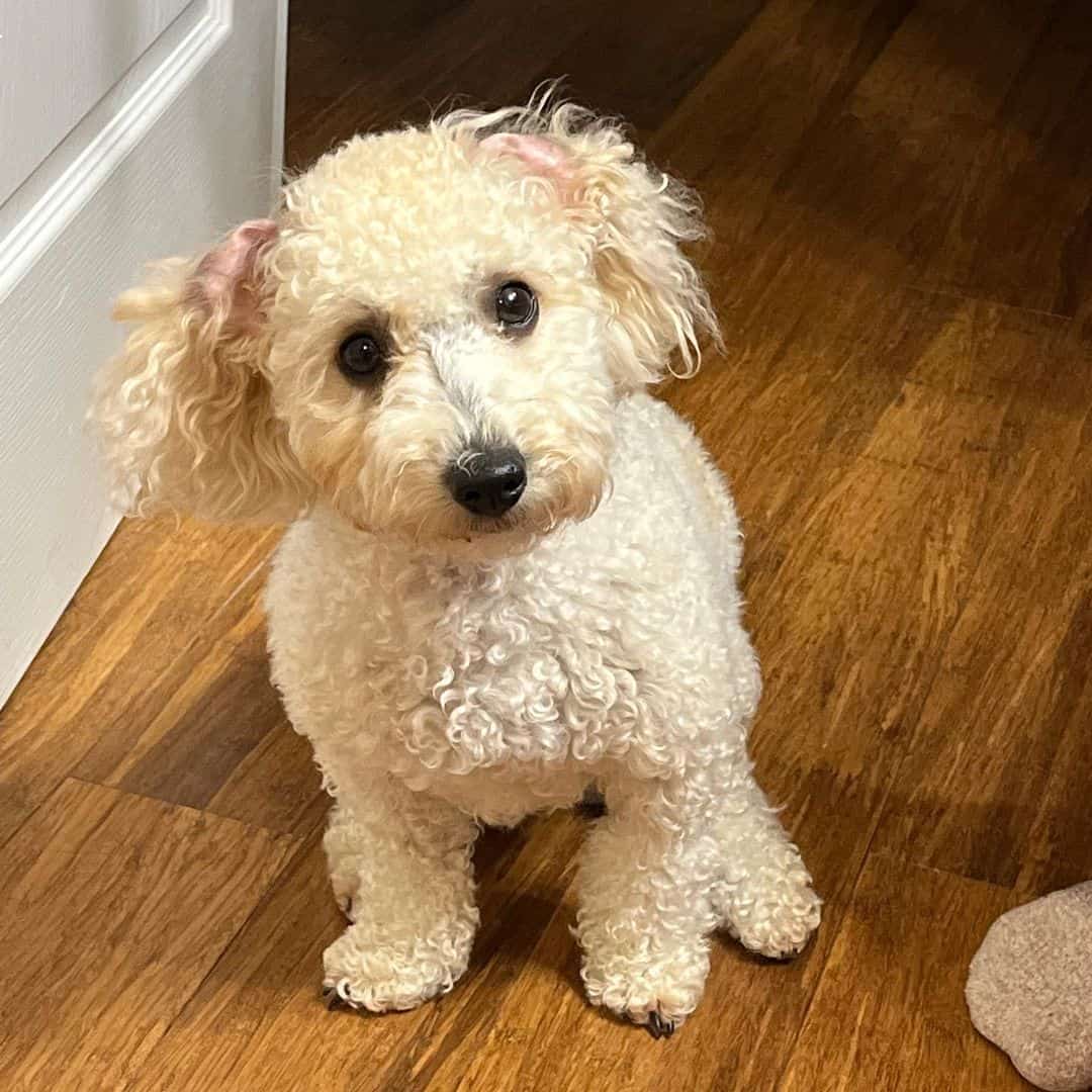 curly yorkie poo