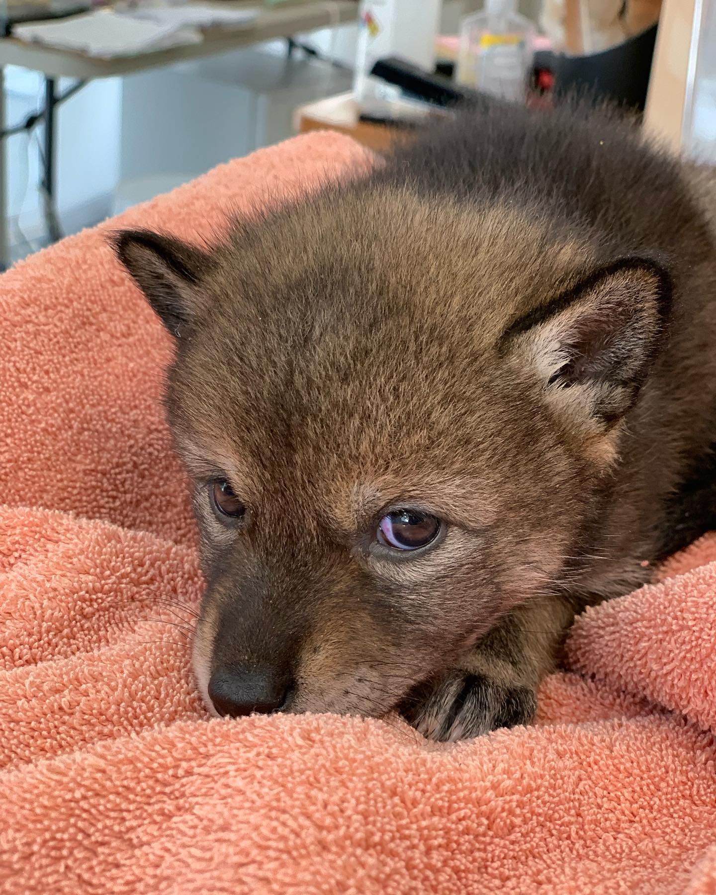 cute abandoned puppy