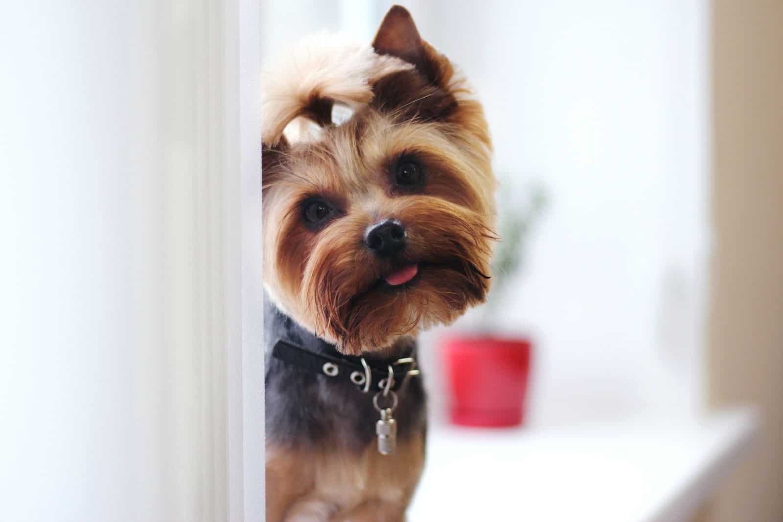 cute adorned yorkie looking thru the door