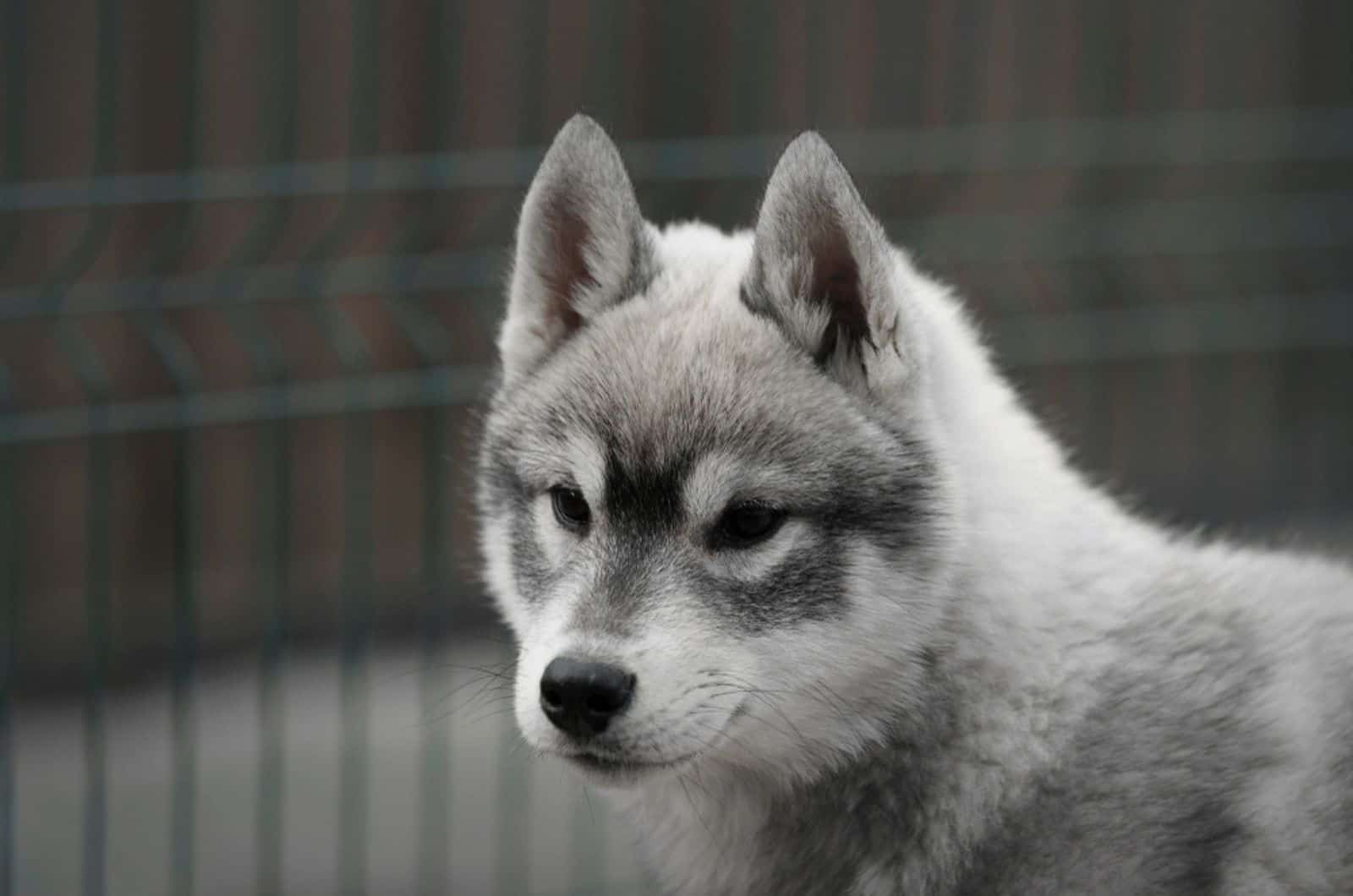 cute agouti husky puppy