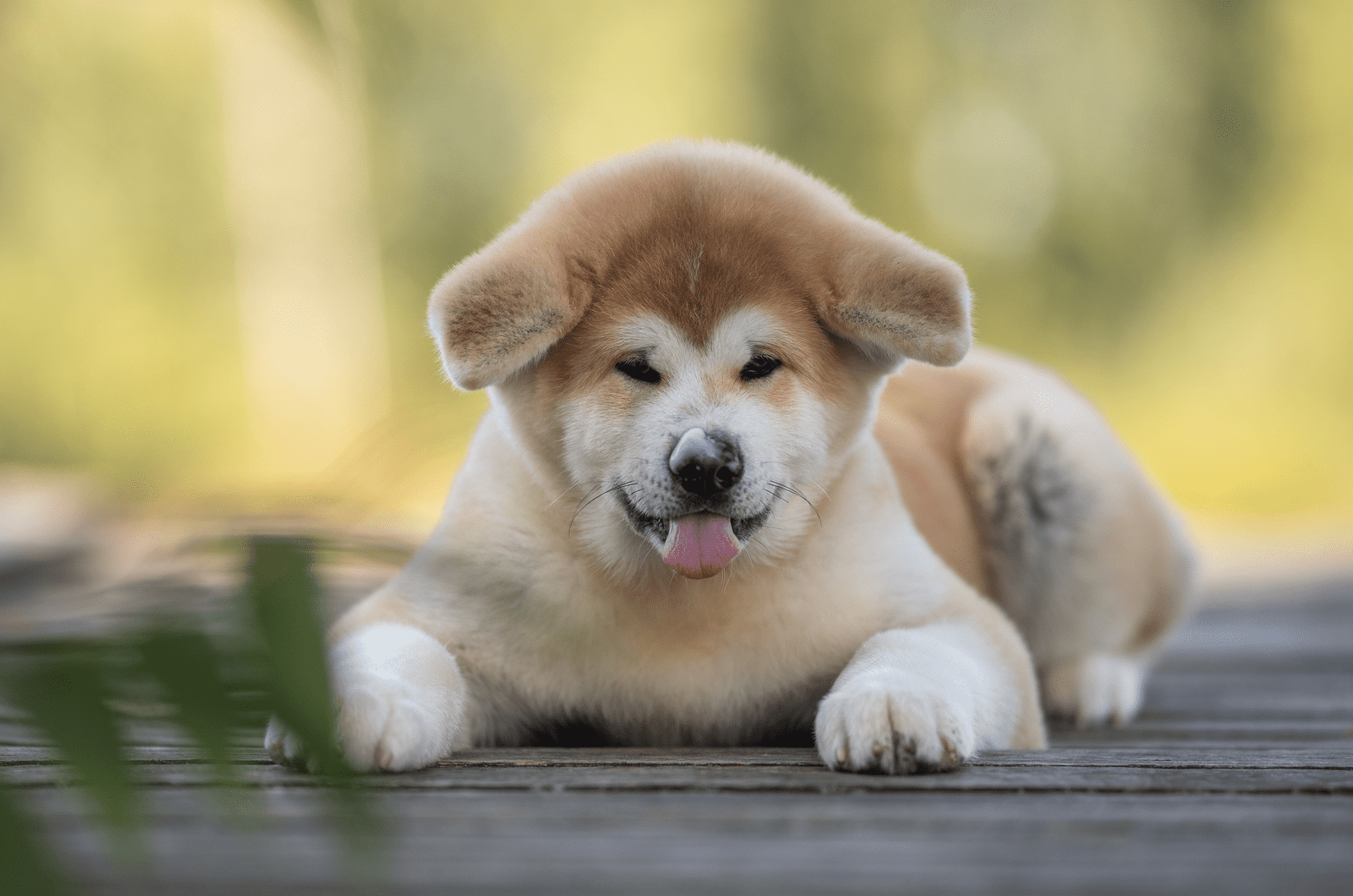 cute Akita puppy lying outside