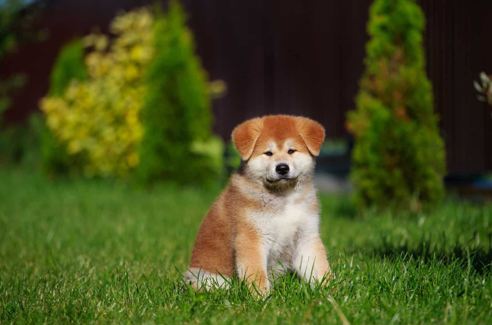 cute akita puppy