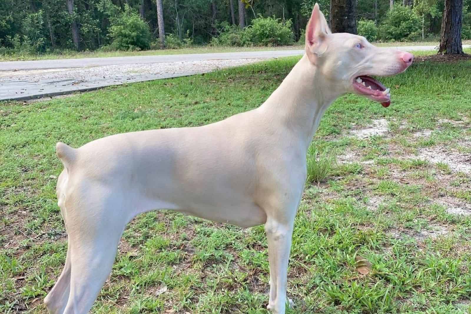 cute albino doberman