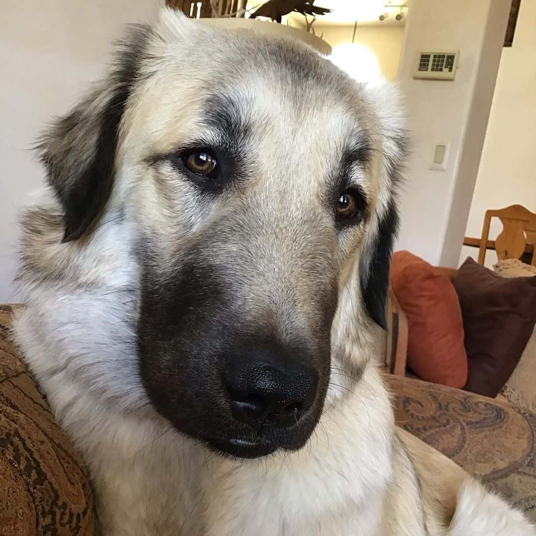 cute Anatolian Shepherds