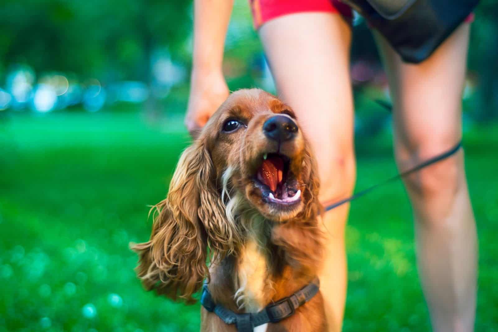 cute angry dog cocker spaniel barking held by the owner