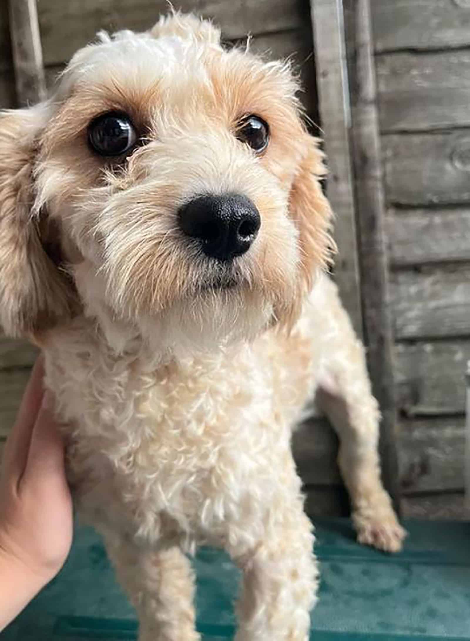 cute apricot cavachon looking into camera