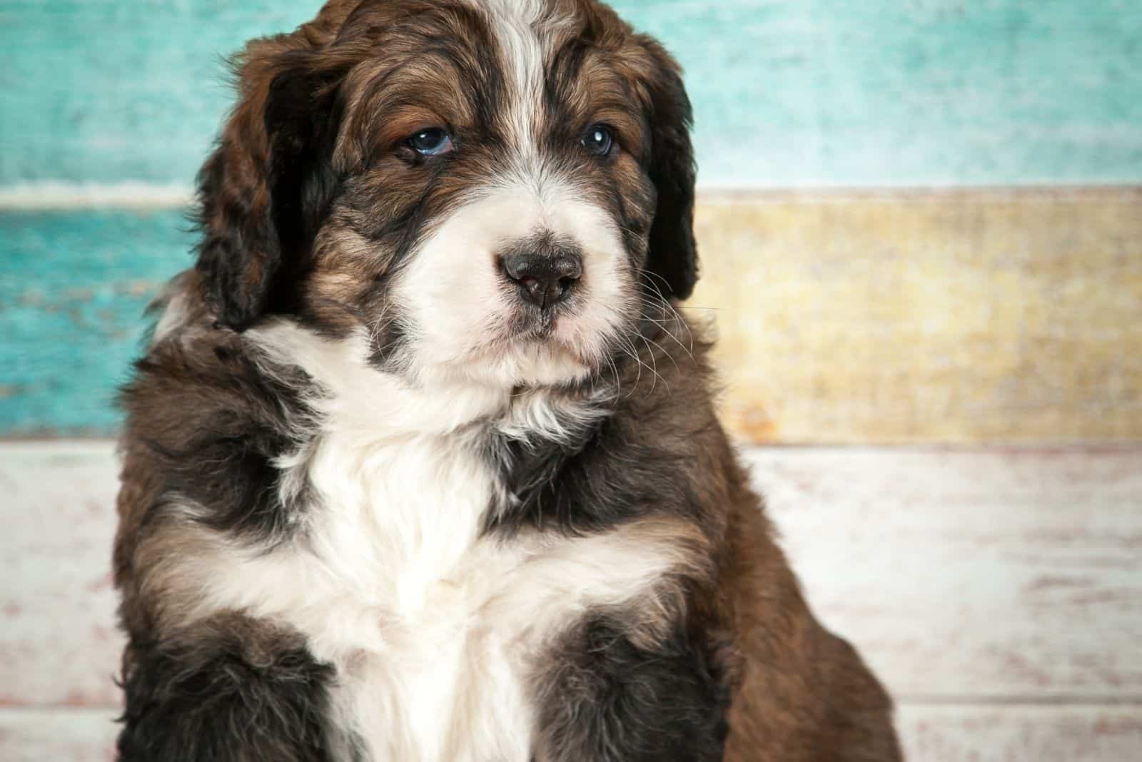 cute aussie bernedoodle looking at the camera standing against a colorful wall