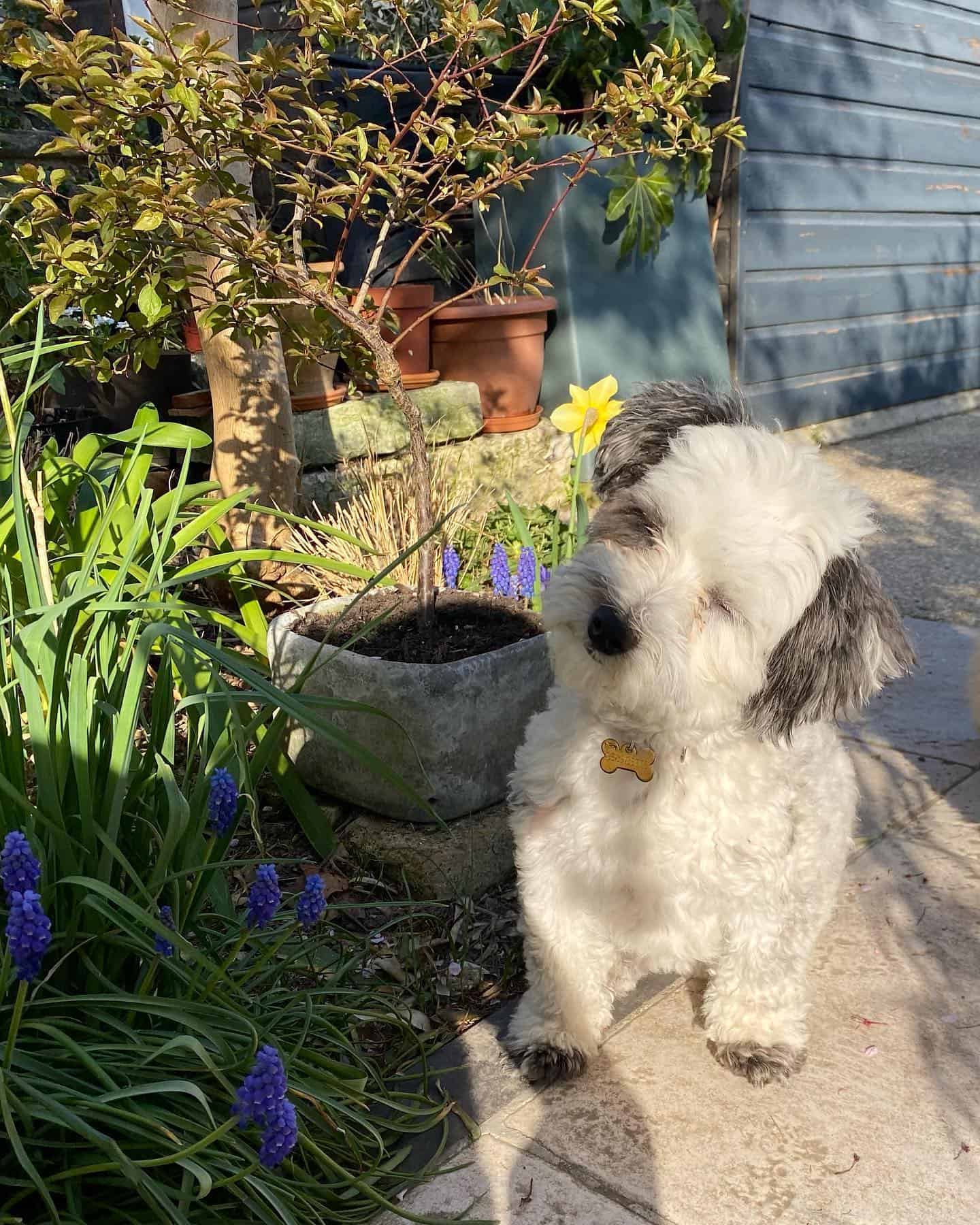 cute aussiedoodle standing in the garden