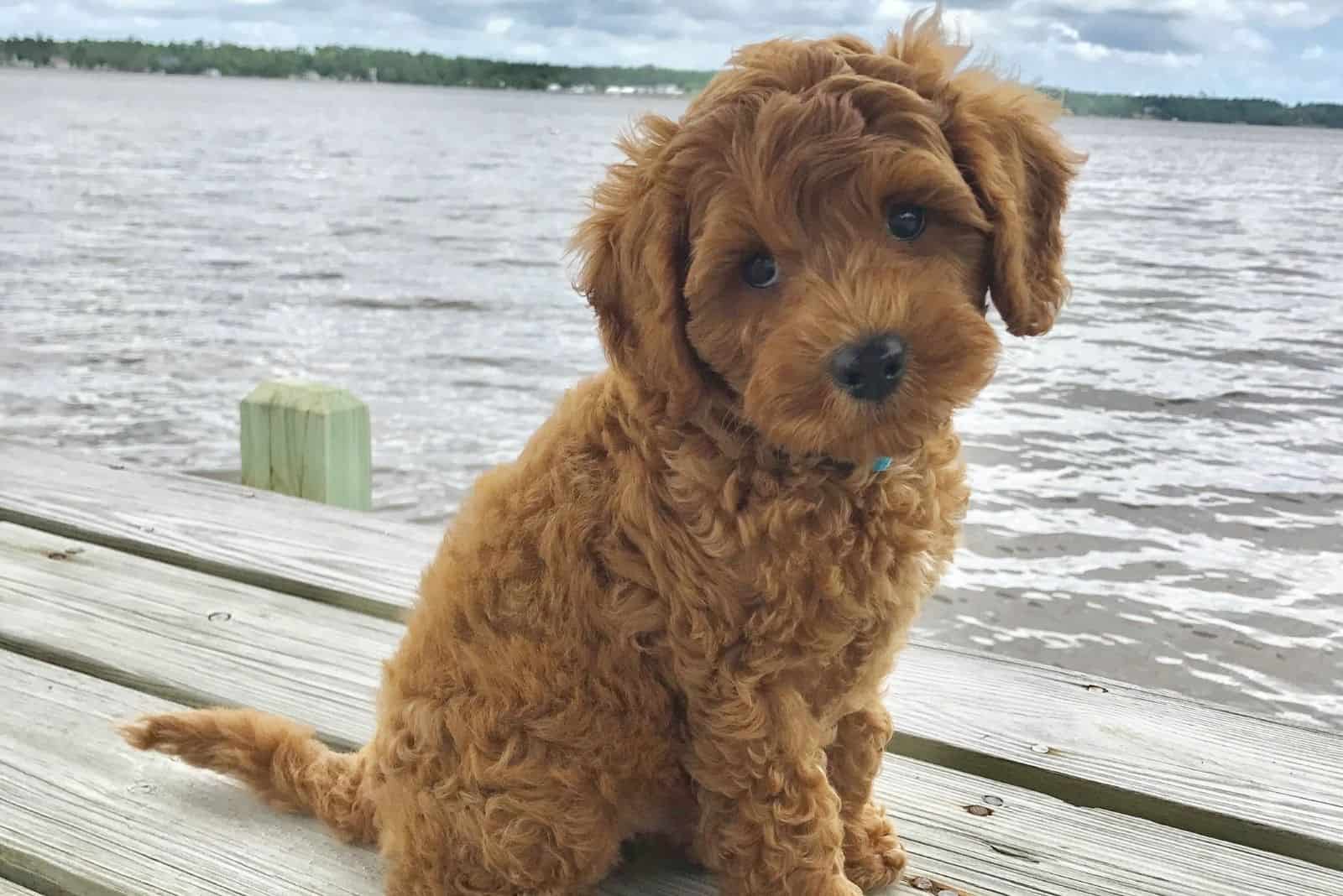 cute Australian Goldendoodle near lake