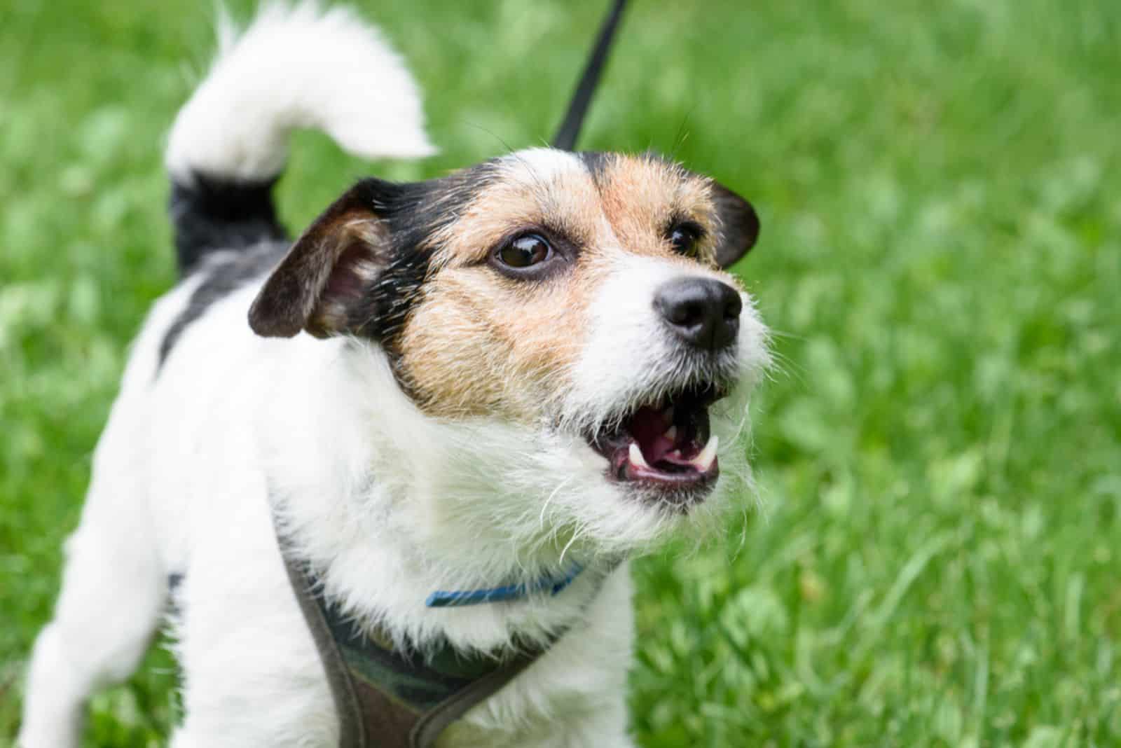 Cute barking dog on the grass