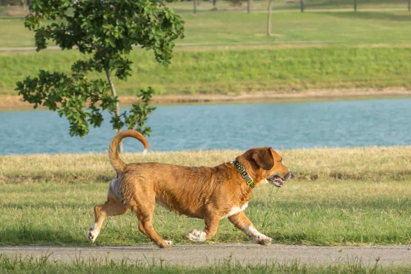 Cute beagle and Welsh corgi mix walking on a concrete path