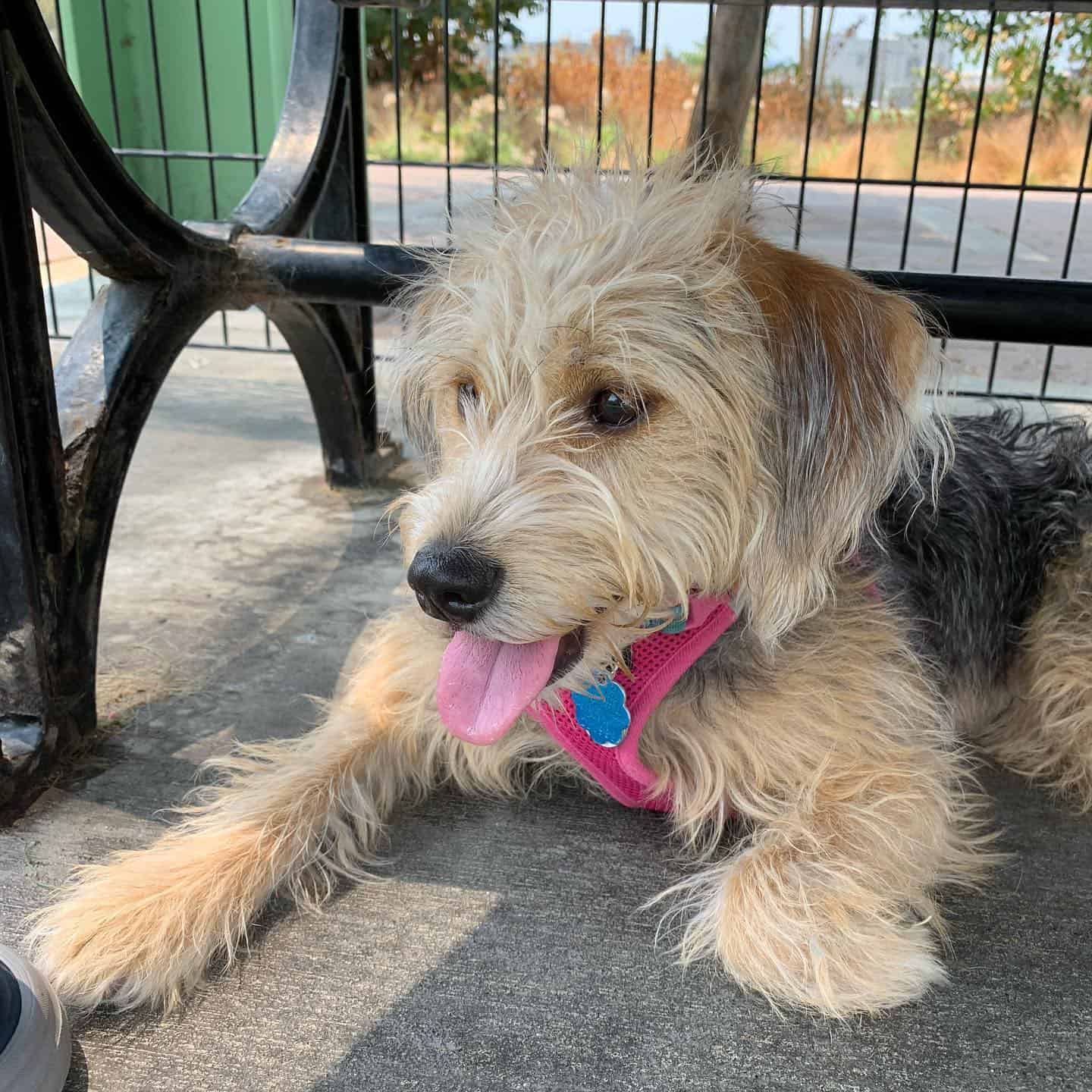 cute beagle poodle mix dog