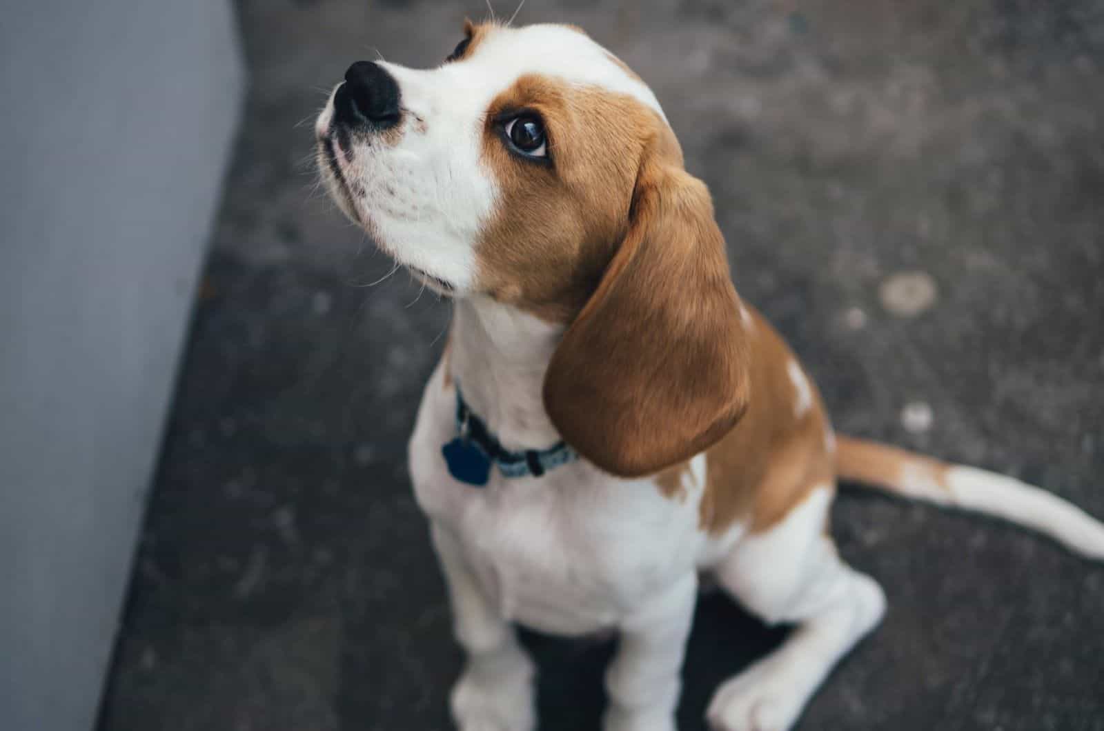 cute beagle puppy