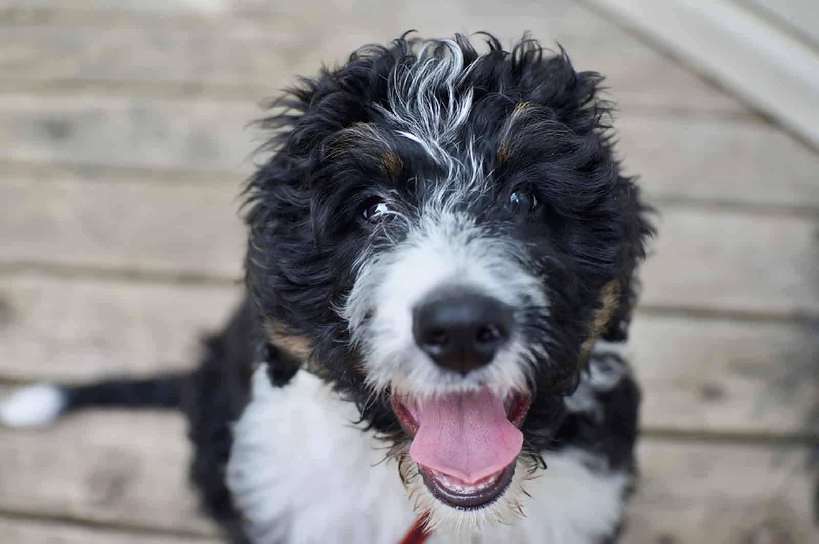 cute bernadoodle dog outdoors