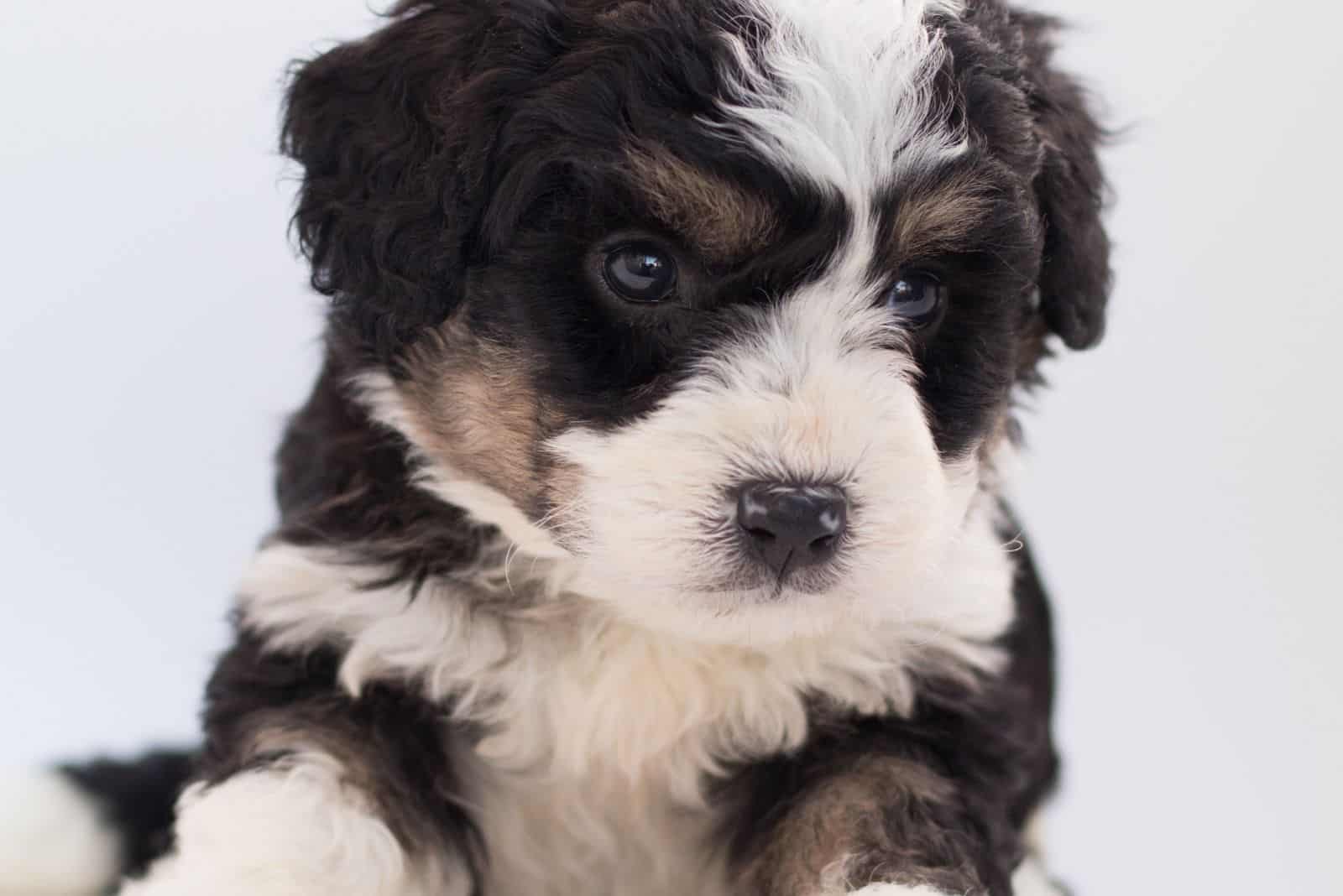 cute bernedoodle pup on focus photography