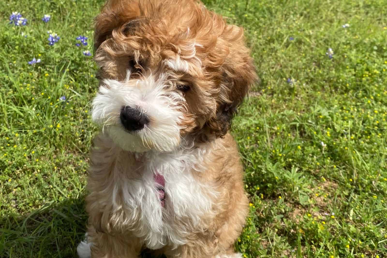 cute bernedoodle puppy standing outdoors