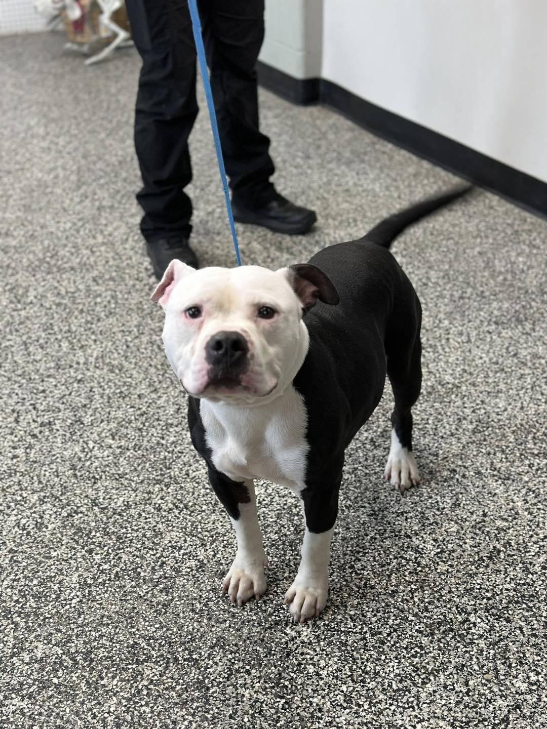 cute black and white dog