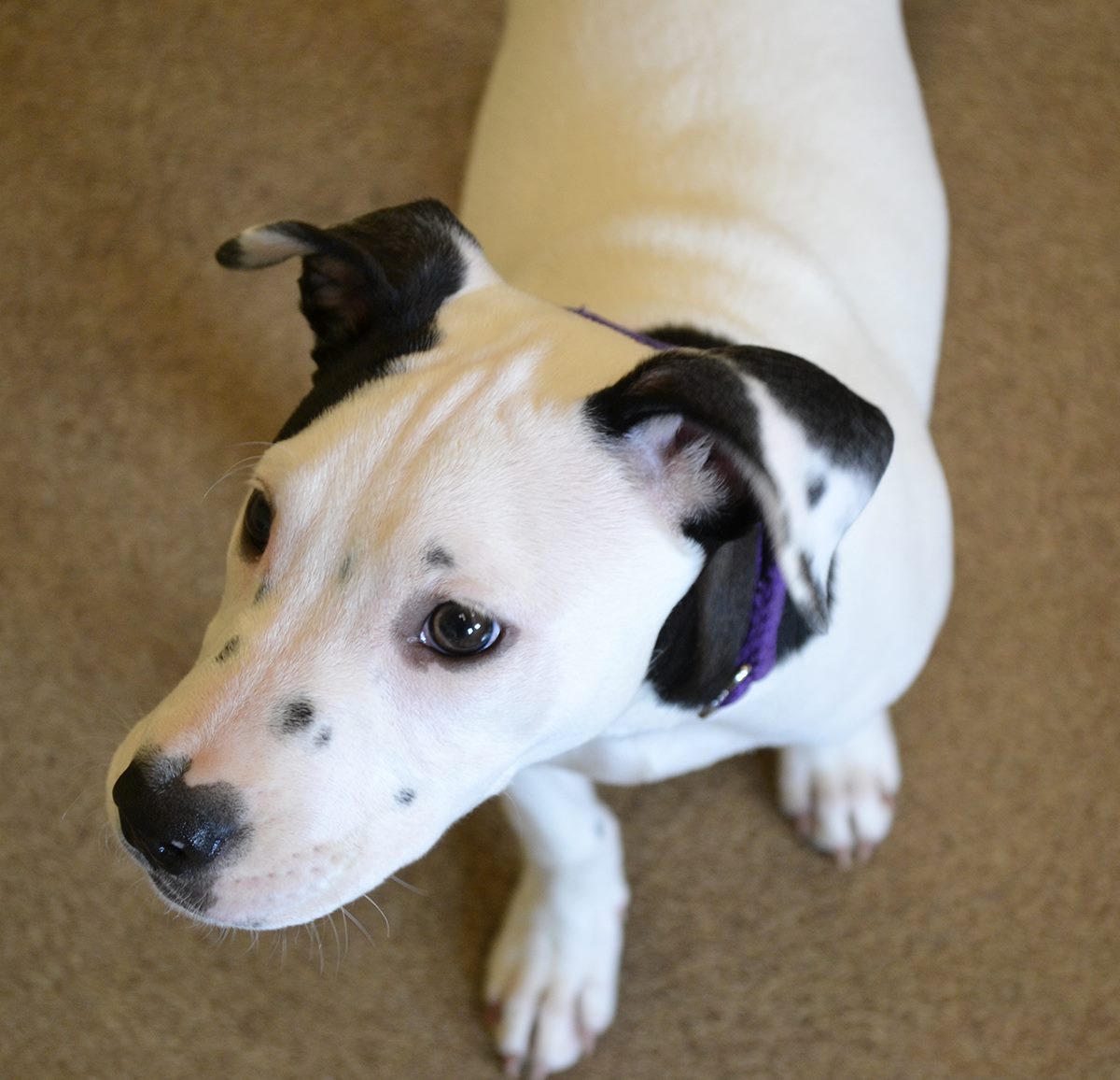 cute black and white dog standing on the rug