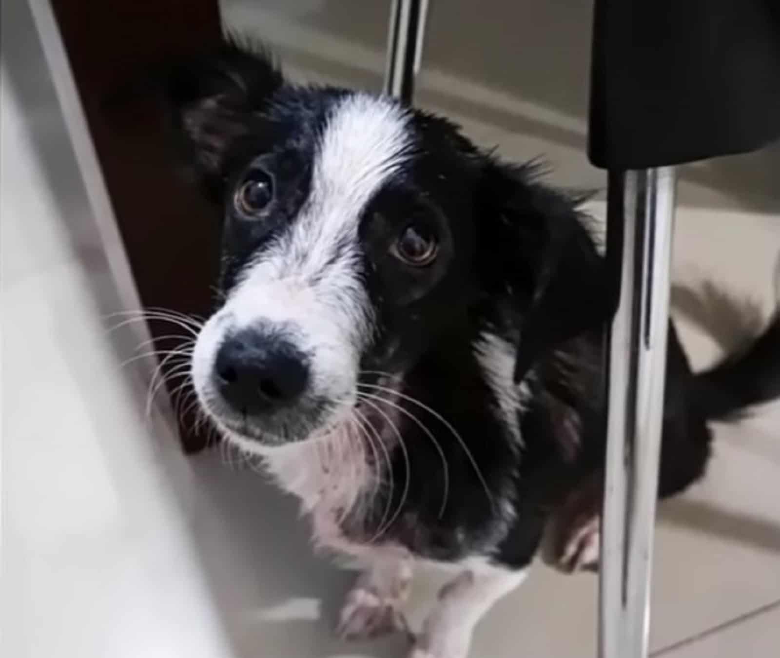 cute black and white dog sitting under the table