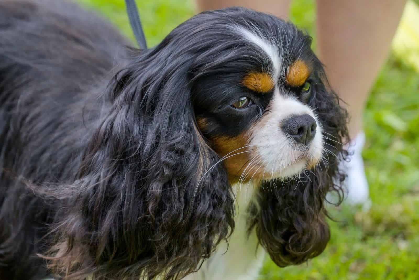 cute black cocker spaniel on leash with its owner