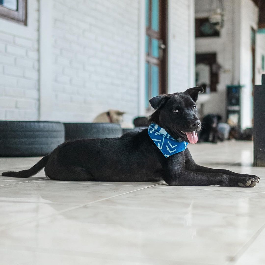 Cute black dog laying down on the floor