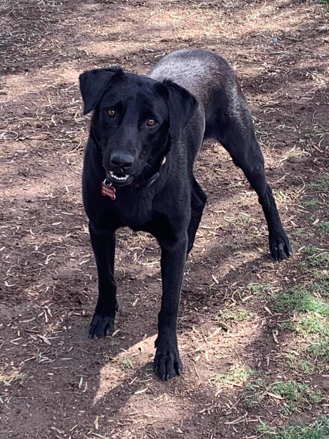 cute black dog posing for picture