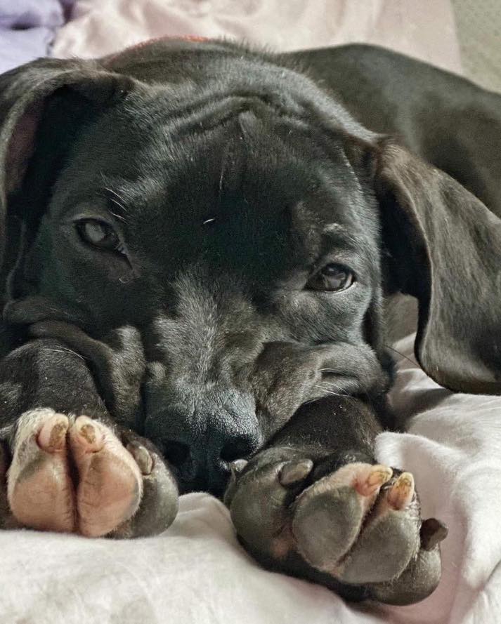 cute black dog puts head on the legs