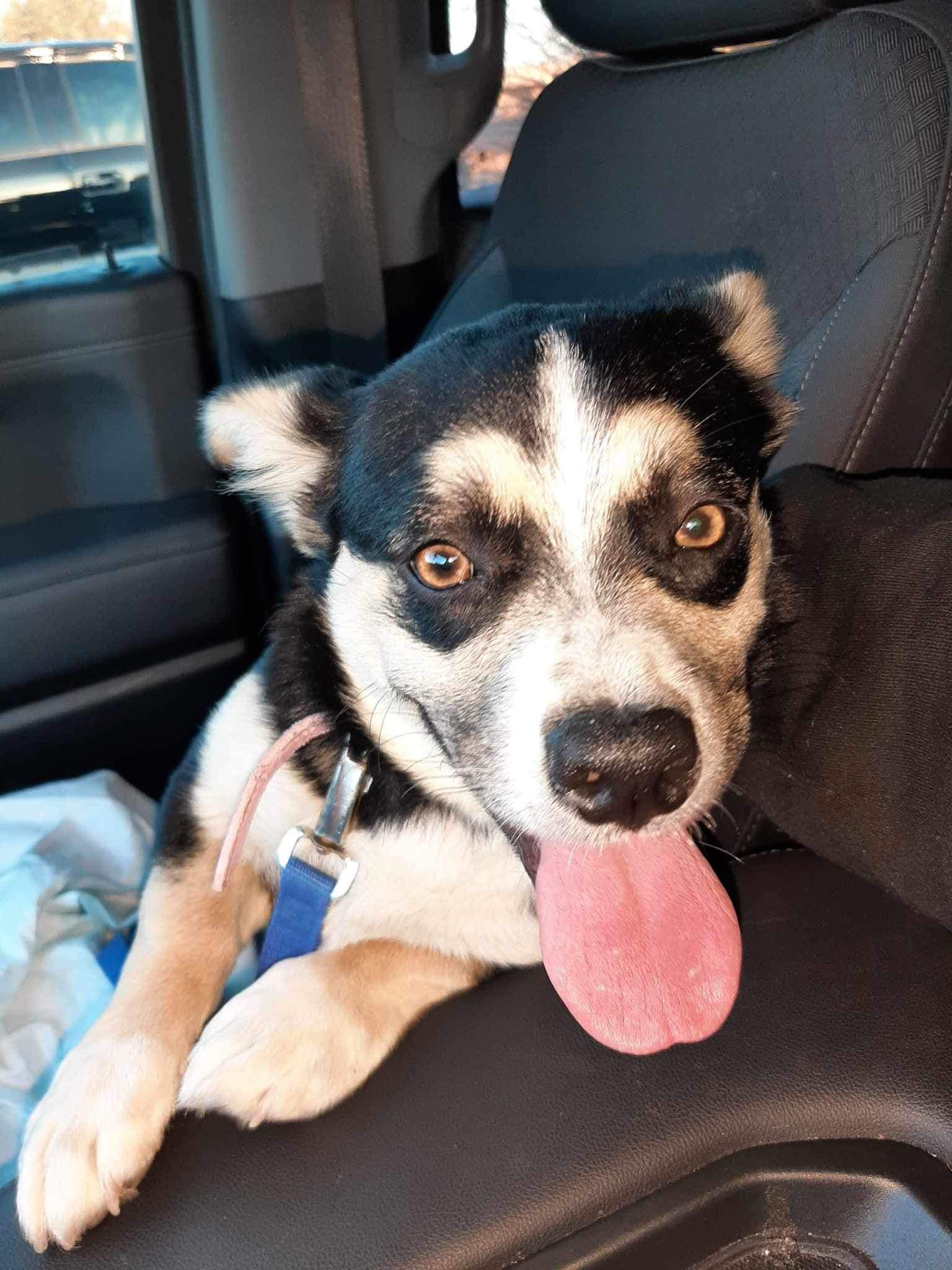 cute black dog sitting in a car