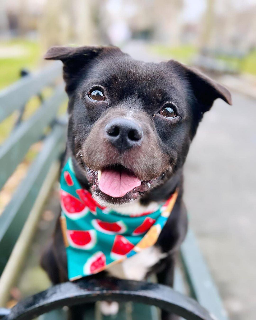 cute black dog sitting on the bench