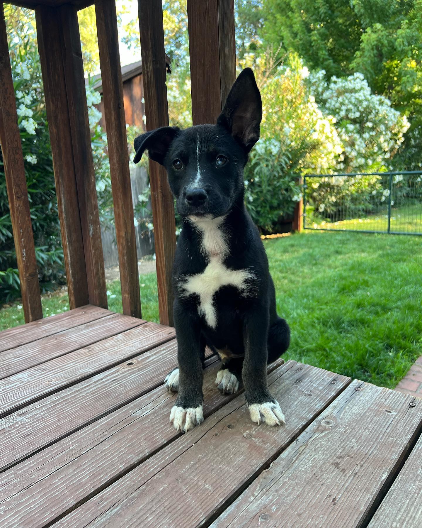 cute black dog sitting on wooden planks