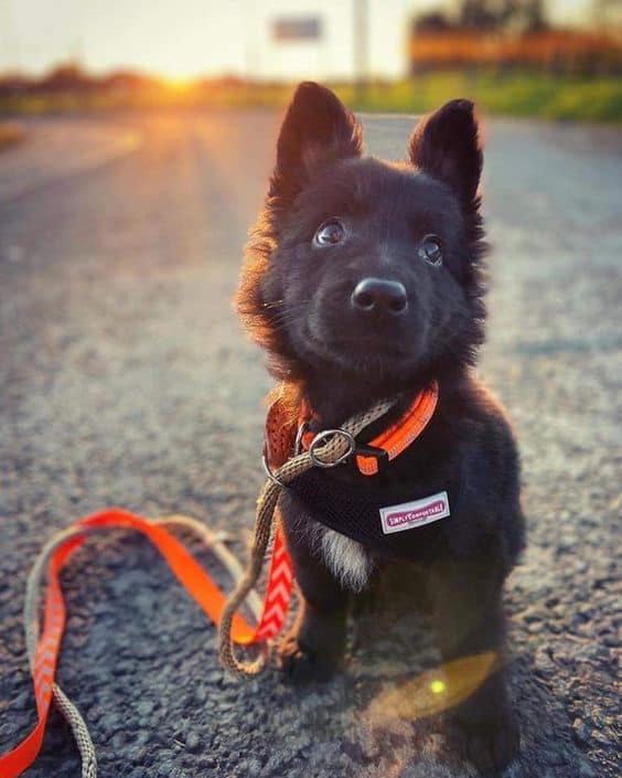 cute black german shepherd