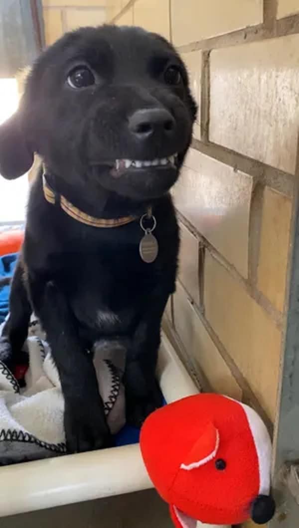 cute black puppy smiling