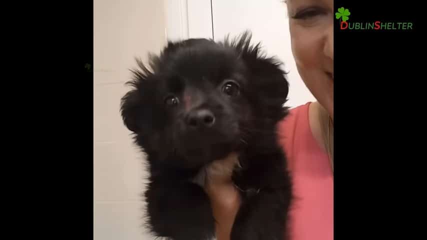 cute black puppy in woman's arms