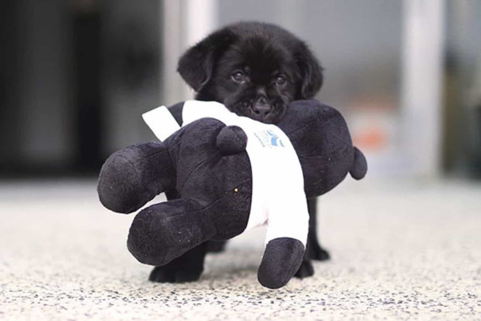 cute black puppy with toy in his mouth