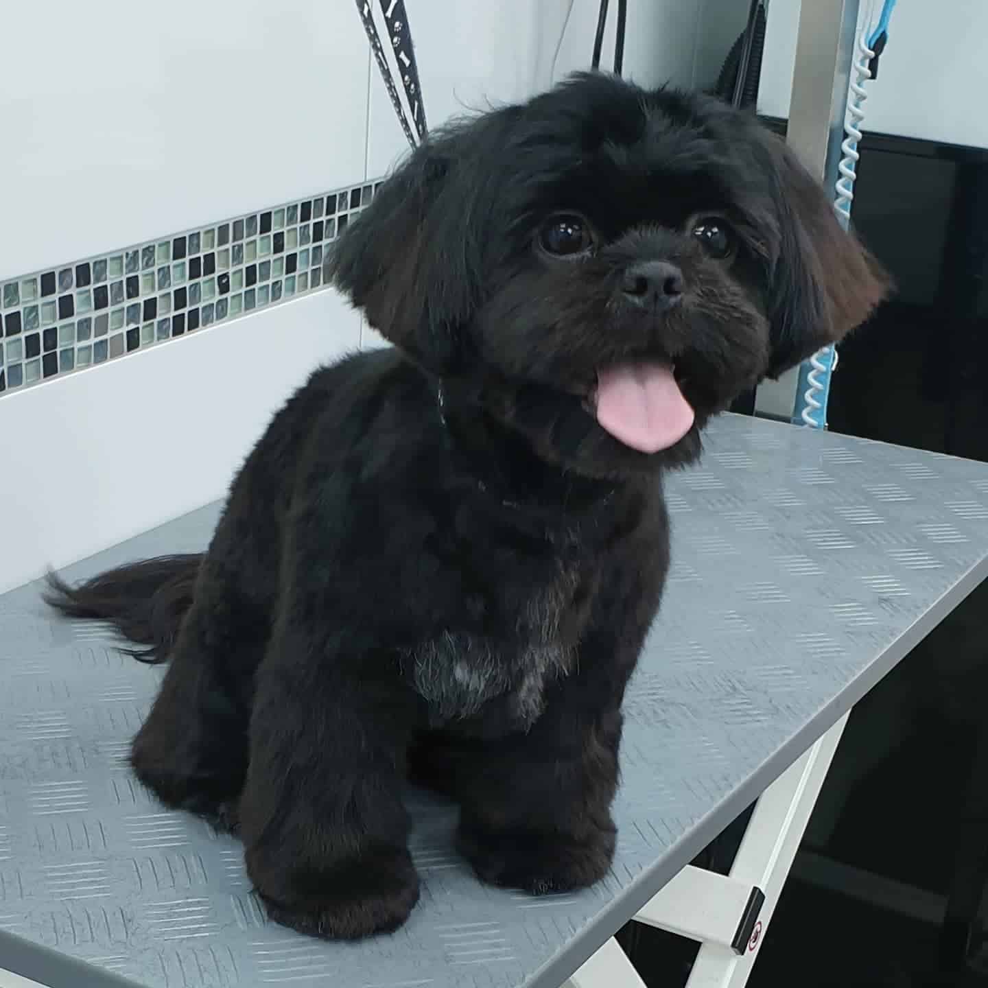 cute black shih tzu