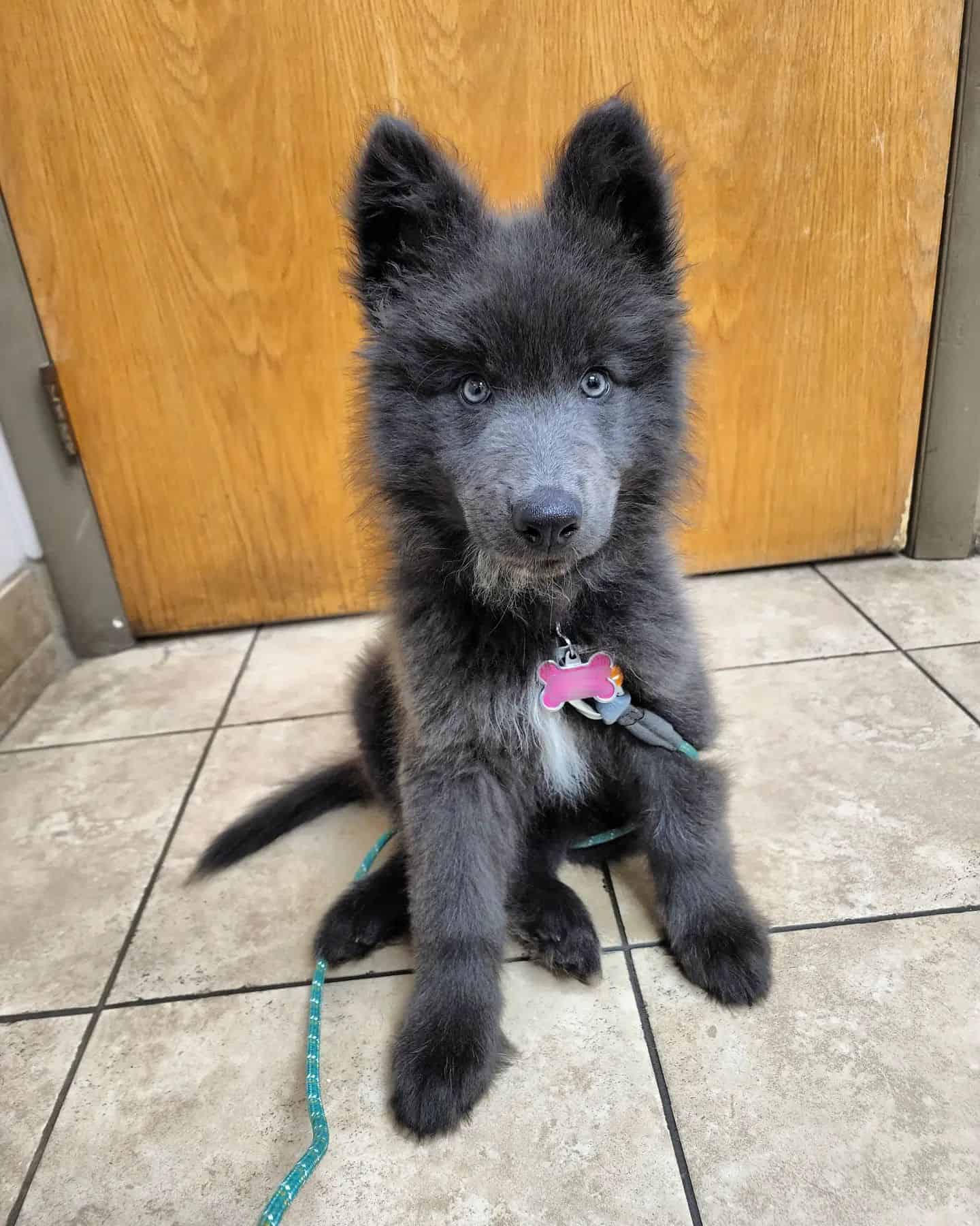 cute blue bay shepherd puppy sitting on the floor