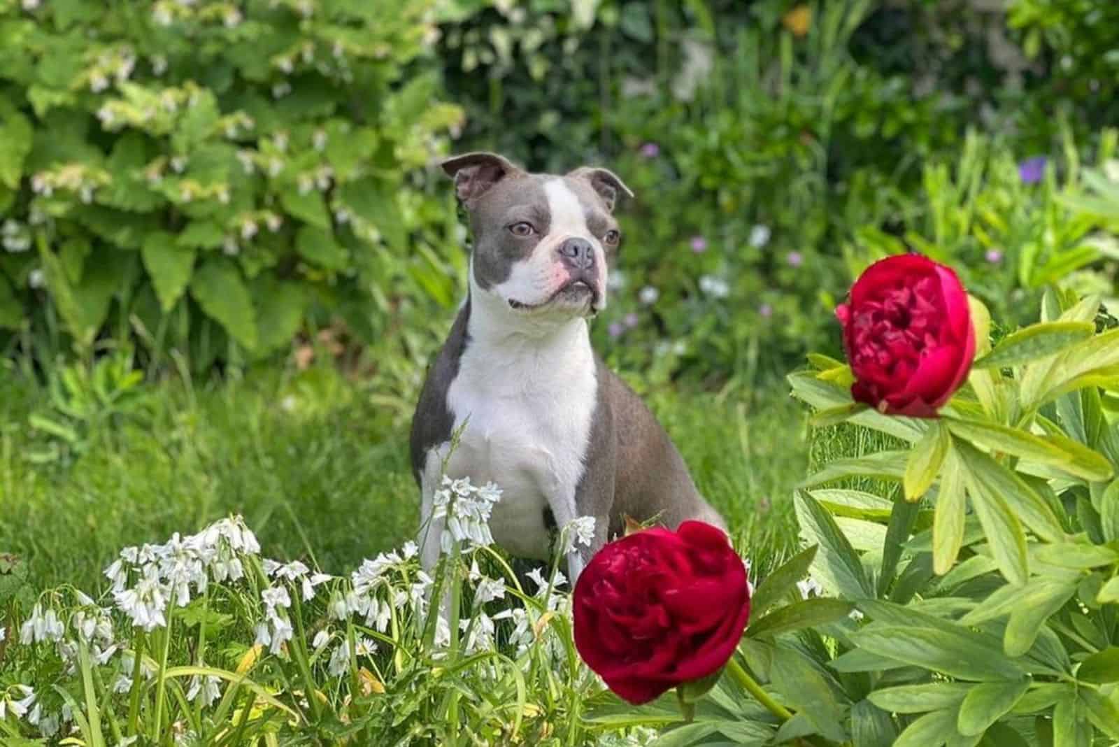 cute blue boston terrier