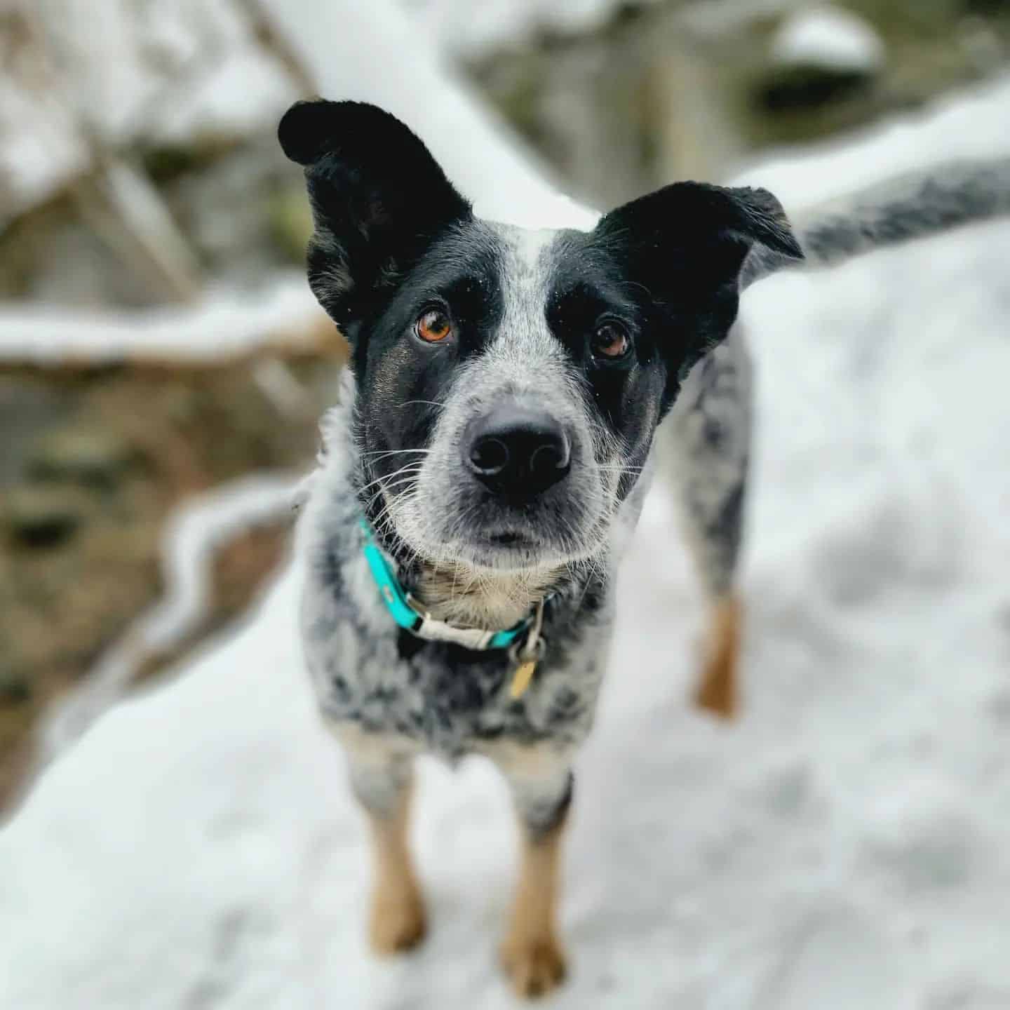 cute blue heeler australian cattle dog