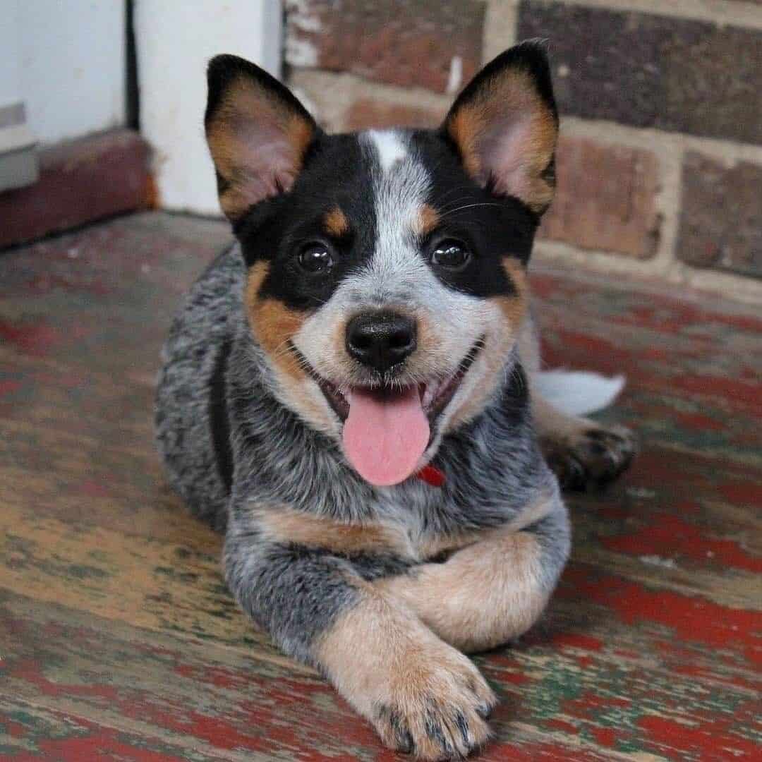 cute blue heeler puppy