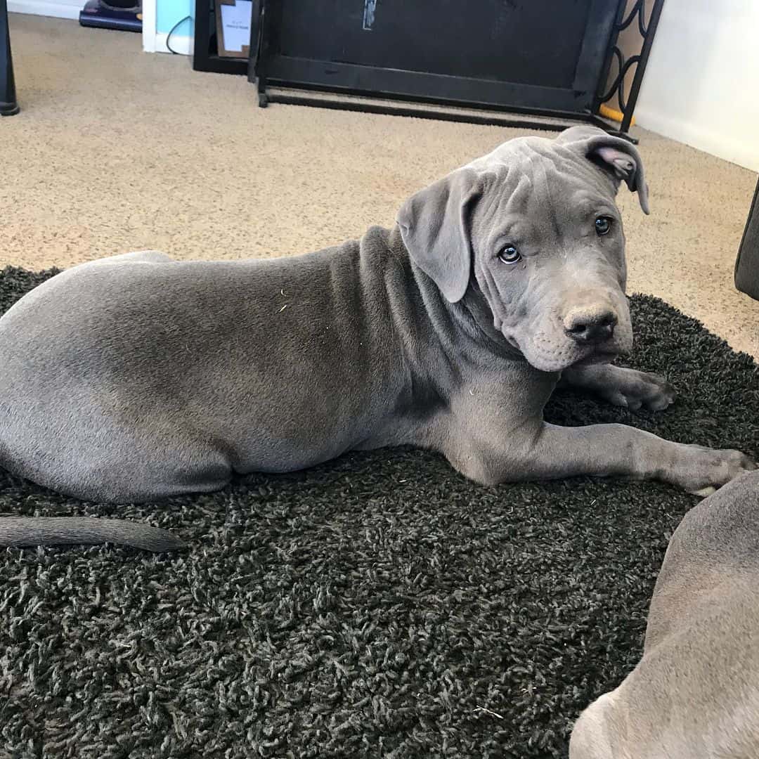 cute blue pitbull